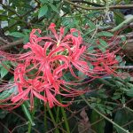 ヒガンバナ赤花