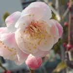 花梅-酔心梅
