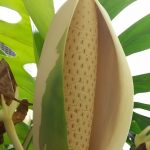 斑入りモンステラ-デリシオーサ花