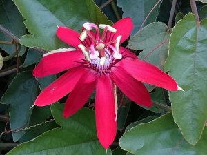 パッションフルーツ-トケイソウ科-花