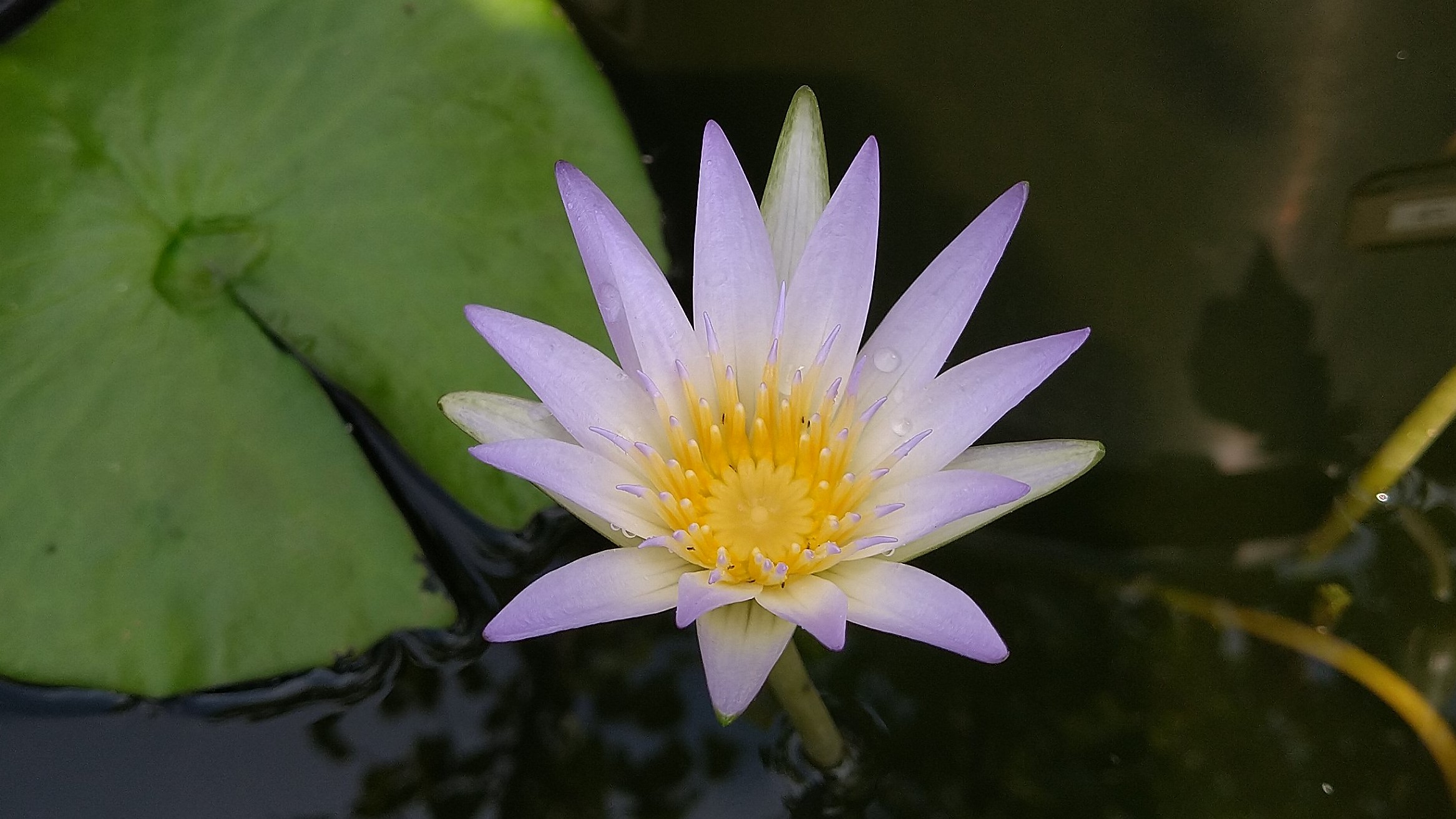 熱帯スイレン-カエルレア-セルレア