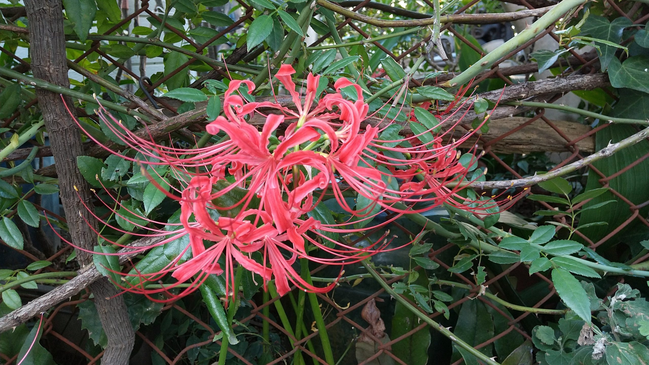 ヒガンバナ赤花
