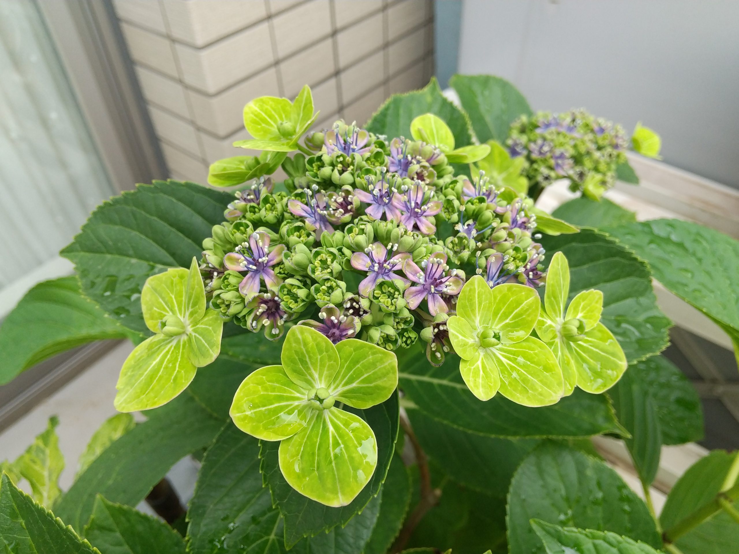 アジサイ-大島緑花-開花